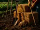 karriere-als-landwirtschaftsarbeiter-wieso-dieser-beruf-eine-solide-wahl-ist